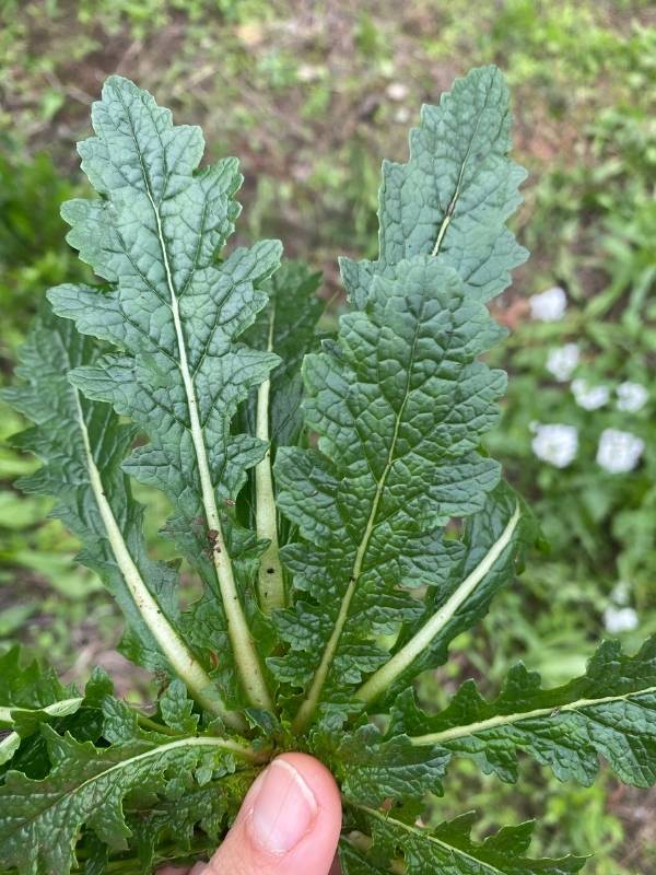 L’Azienda 2 Erbe aromatiche