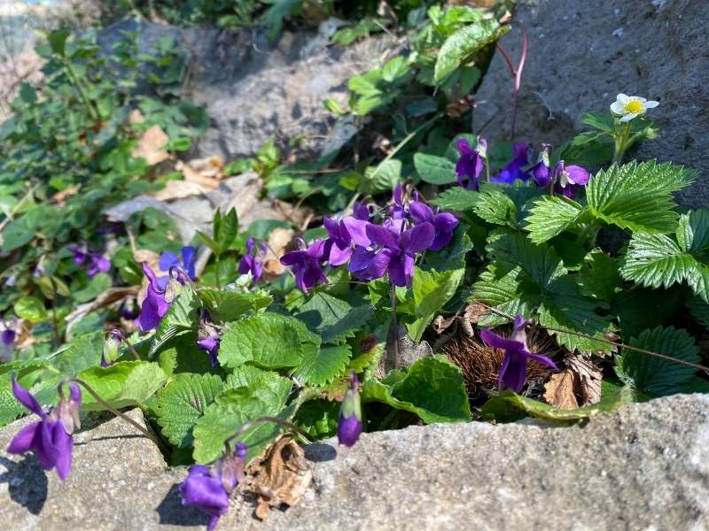 nemi 3 Violette