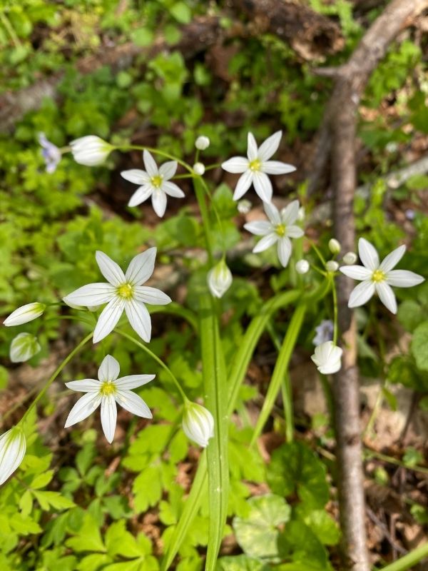 Aglio Triquetum