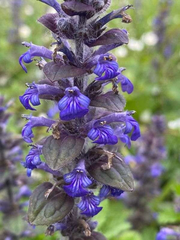 Ajuga Reptans