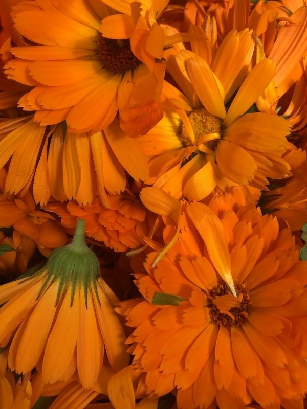 Calendula officinalis