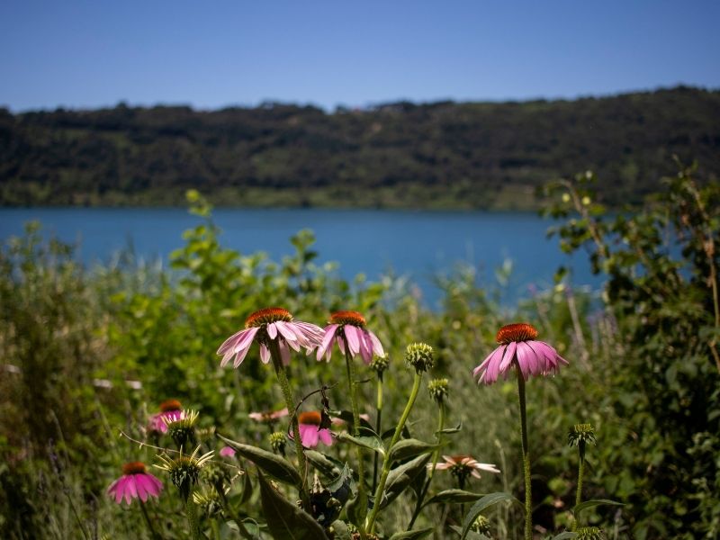NOSTRI PRODOTTI 7 Erbe e fiori vista lago