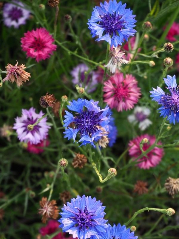 Fiordaliso
