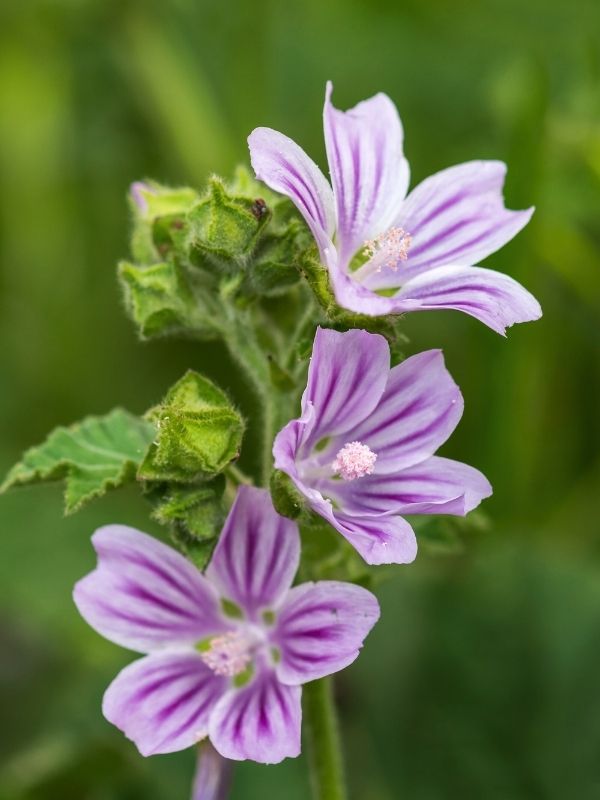 Malva Silvestris