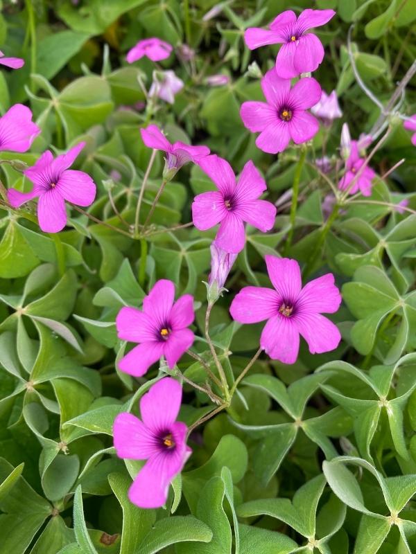 Oxalis Acetosella