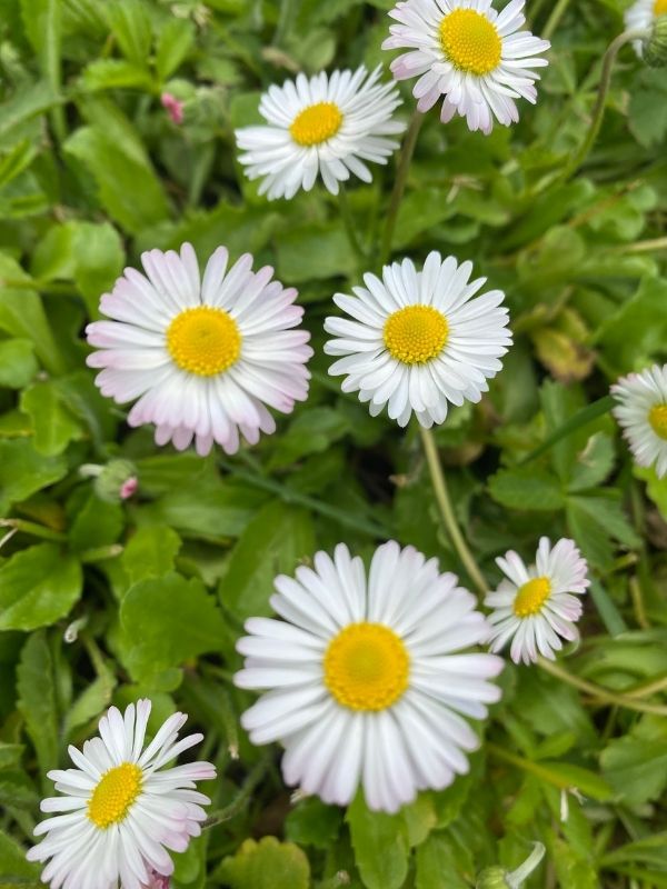 Pratolina