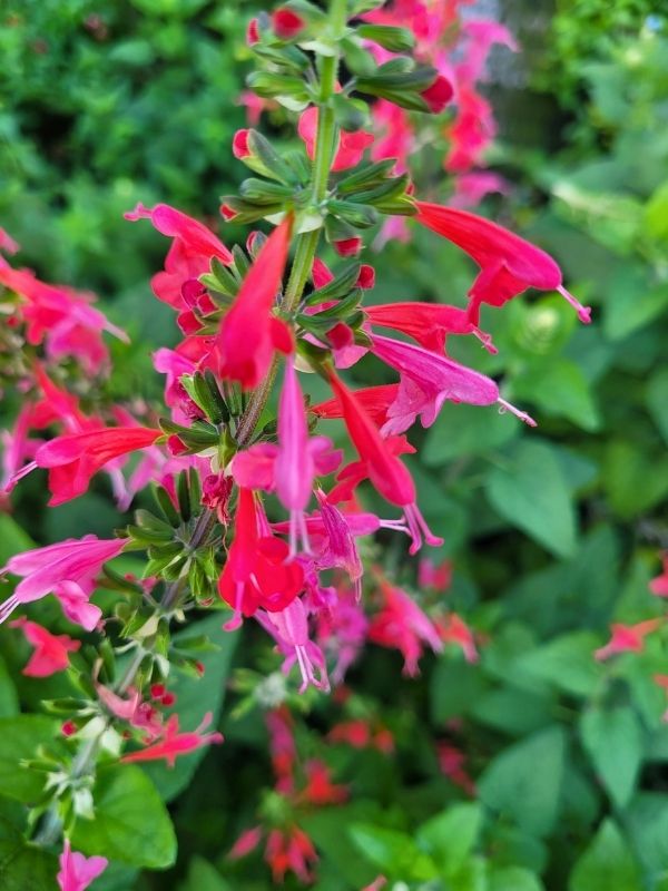 Salvia Elegans
