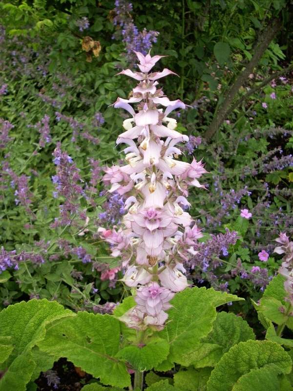 Salvia sclarea