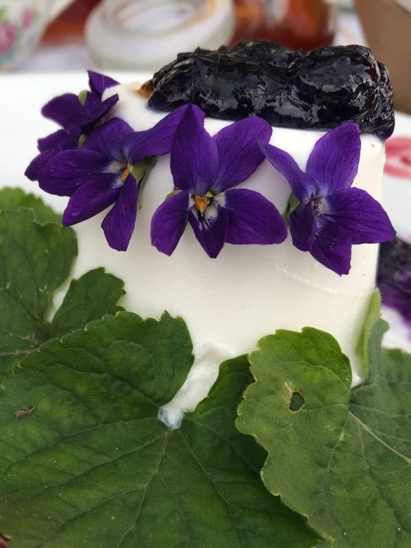 Viola Odorata