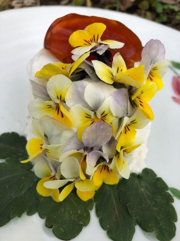 Viola Tricolor