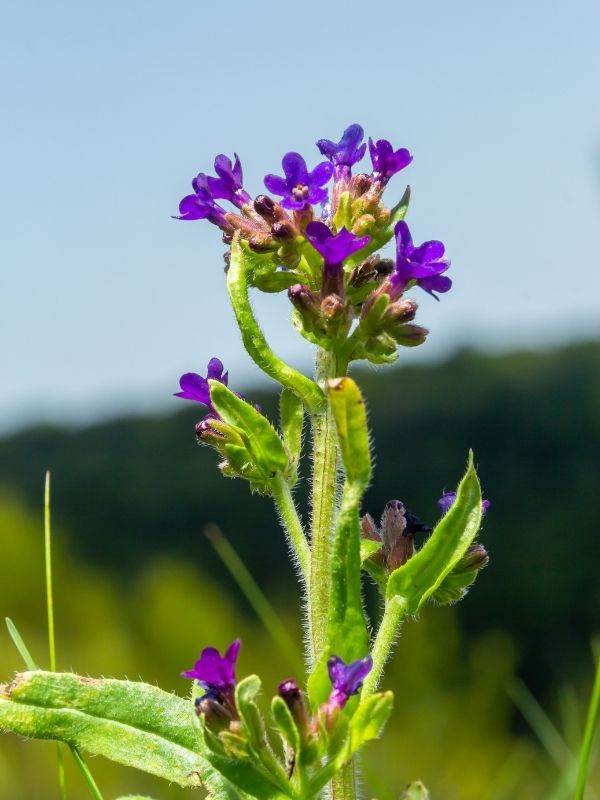 Anchusa Officinalis
