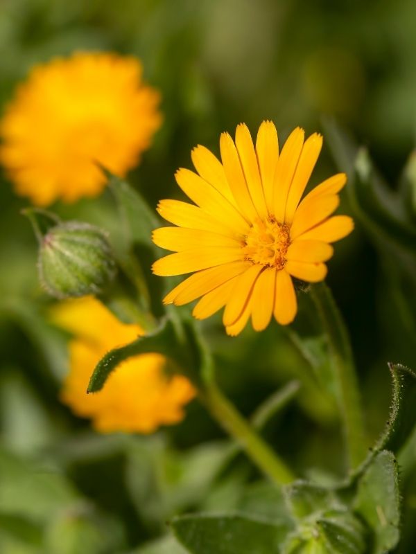 Calendula Arvensis immagine