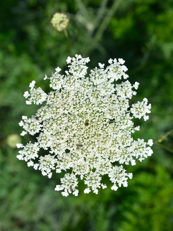 Carota Selvatica Fiore