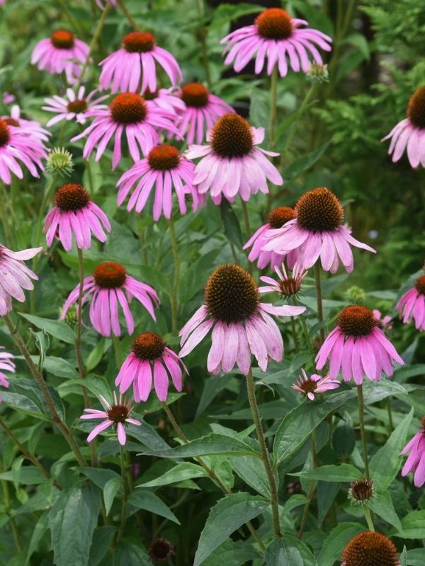 Echinacea Fiore