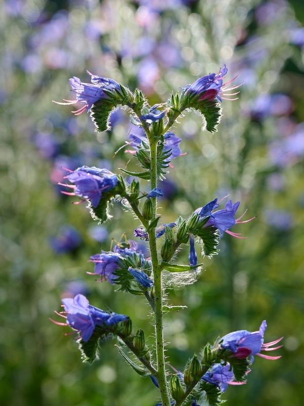 Erba Viperina Immagine