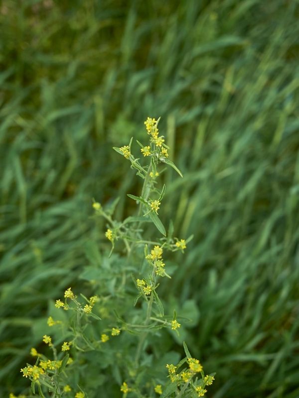 Erisimo Sisymbrium officinale immagine