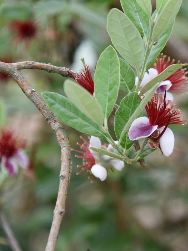 Feijoa Fiore