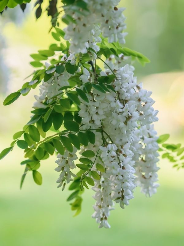 Fiori di Acacia immagine