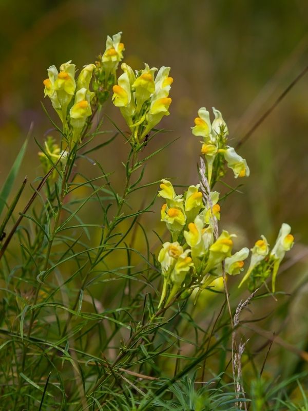 Linaria Vulgaris Fiore