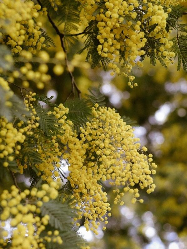 Mimosa immagine