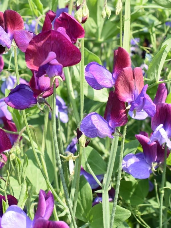 Pisello Selvatico Fiore