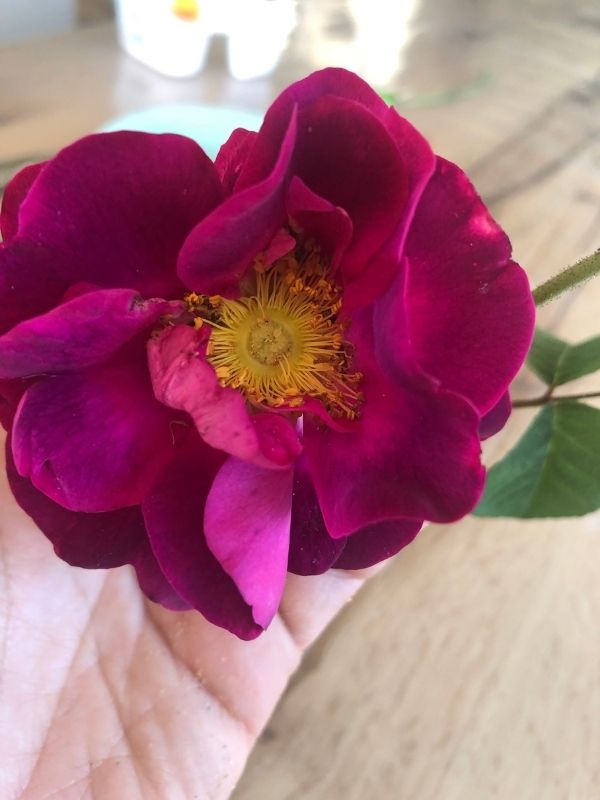 Rosa Gallica immagine