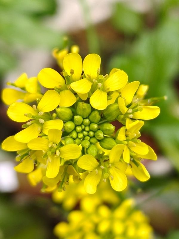 Senape Selvatica immagine