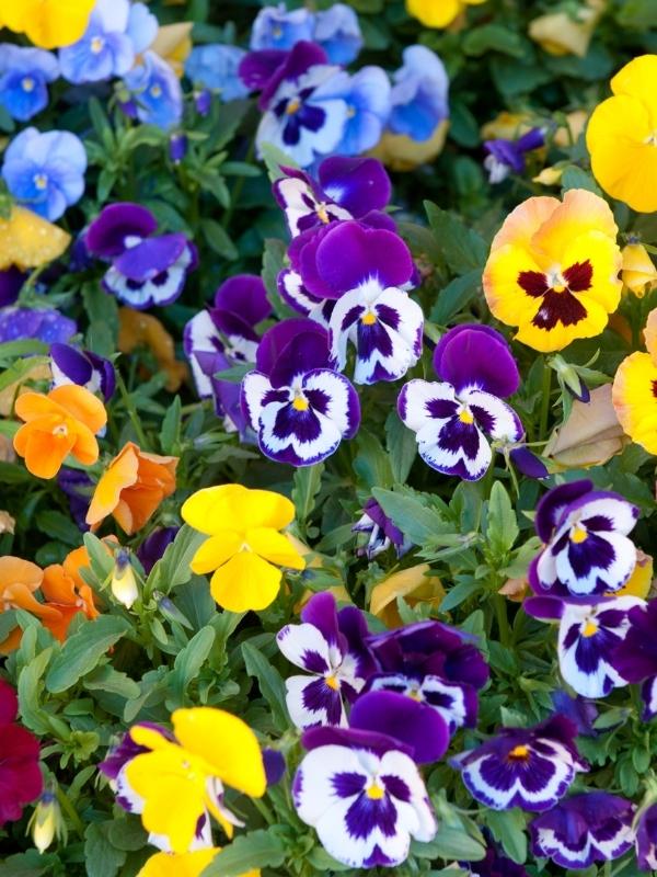 Viole Invernali immagine