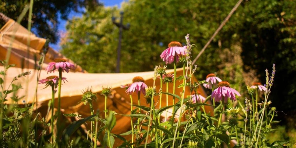 TISANE 1 AGRITURISMO E FATTORIA DIDATICA cover image