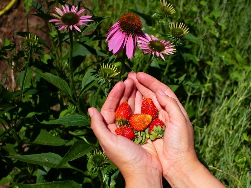 Fragole al logi di Nemi